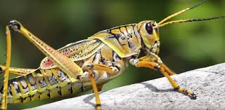 Plant flowers, such as marigolds, calendula, sunflower, aster, alyssum, or dill nearby to attract beneficial insects such as robber flies. Prevent Infestation With Grasshoppers Reduce The Risk Of Having Caelifera In Your Garden Or Yard Nexles