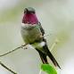 Hartland Audubon Nature Club event image