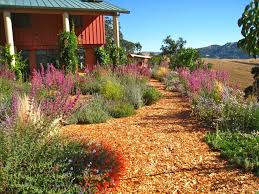 California Drought Resistant Garden Hummingbird Heaven Drought Resistant Landscaping California Landscaping Drought Tolerant Landscape