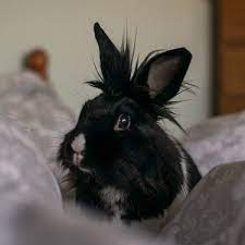 Is a Rabbit the Best Pet for You? - PetHelpful