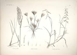 Image result for Heteranthoecia  guineensis