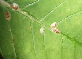 Image result for puklice na pokojových rostlinách obrázek