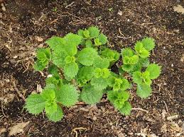 Image result for Boehmeria nivea