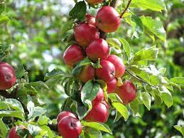 Apple Tree Wallpaper Apple Plant Apple Garden Apple Tree