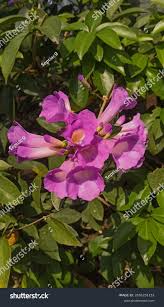 Image result for Bignonia callistegioides