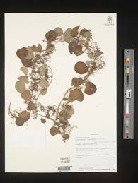 Image result for Cissampelos mucronata