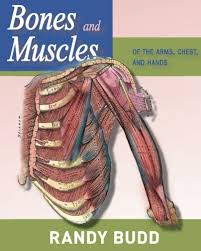Anatomynote.com found chest muscle anatomy from plenty of anatomical pictures on the internet. Bones And Muscles Of The Arms Chest And Hands A Human Anatomy Reference Guide Anatomy Budd Randy 9780995258419 Amazon Com Books