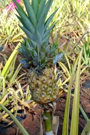 Maybe you would like to learn more about one of these? Dole Pineapple Plantation Things To Do On Oahu Hawaii Wanderwisdom