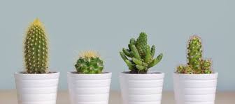Most beans require a soil other factors. How To Grow Cacti Succulents To Improve Indoor Air Quality The Light Lab