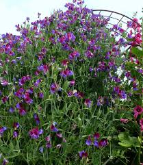 Image result for Lathyrus