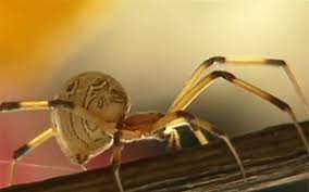 Black widow venom is 15 times strong than rattlesnake. Brown Widows What You Need To Know News San Diego County News Center