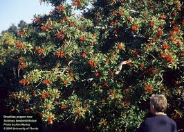 Image result for Tricalysia sp. E