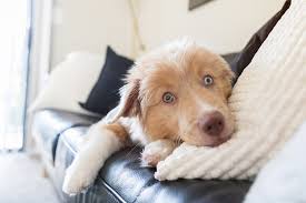 Here are a few strategies to help avoid these complications: Bringing Home A New Puppy