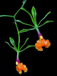 Image result for Chaseella pseudohydra