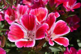 Silver Falls Seed Company Godetia Dwarf Single Mix