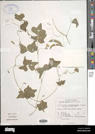 Image result for Dolichos trilobus