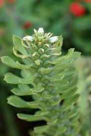 Image result for Monadenium lugardiae