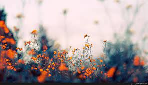 Post a comment for computer wallpaper aesthetic flower Spring Aesthetic Laptop Wallpapers Wallpaper Cave