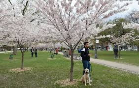 I am back with another post for you, but this time it isn't my typical medical school/premed post! A Toronto Blog Blossoms Are Ready In Trinity Bellwoods Park A Toronto Blog Toronto Grand Prix Tourist
