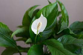Are Peace Lily Plants Toxic To Cats Gardener S Path