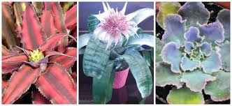 Tulips are a finicky flower. Growing Perennials How To Grow Perennial Plants The Gardening Cook