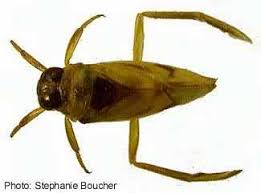 Image result for Notonectidae