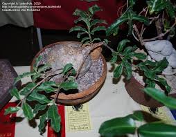 Image result for Raphionacme procumbens