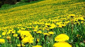 We did not find results for: Speciale La Cicoria Spontanea O Tarassaco Ricette Della Nonna