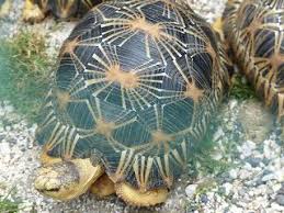Astrochelys Radiata Tortue Etoilee De Madagascar Tortue Rayonnee De Madagascar Tortue Photo Tortue Animaux
