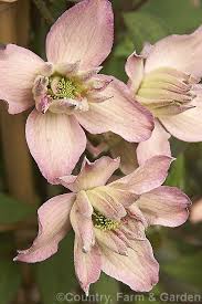 Finally, there are clematis varieties that flower on new vines that emerge from the ground each year or from stems near the bottom of older vines. Clematis Montana Rosebud Clematis Clematis Vine Clematis Montana
