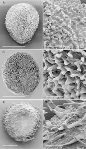 Image result for Sarcocornia natalensis