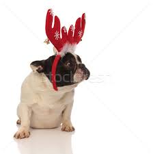 The french bulldog has the appearance of an active, intelligent, muscular dog of heavy bone, smooth coat, compactly built, and of medium or small structure. Sad Little French Bulldog Wearing Christmas Antlers Stock Photo C Feedough 8984143 Stockfresh