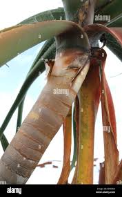 Image result for Rhaphiostylis beninensis