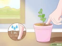 No matter the variety you choose, parsley grows the same way. How To Grow Parsley From Cuttings 13 Steps With Pictures