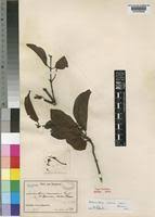 Image result for Helixanthera