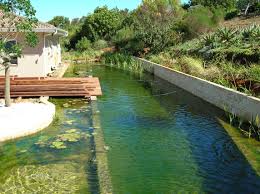 Natural Swimming Pool Design
