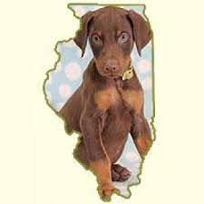 Find local dachshund puppies for sale and dogs for adoption near you. Puppies For Sale Illinois