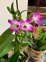 Image result for Rhipidoglossum densiflorum