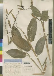 Image result for Hypselodelphys