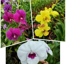 Dari sekian banyak jenis tanaman hias, anggrek termasuk salah satu yang paling banyak dipilih. Bibit Tanaman Hias Anggrek Dendrobium Tanaman Bunga Anggrek Dendrobium Bibit Tanaman Bunga Hidup Tersedia 20 Jenis Bunga Lazada Indonesia