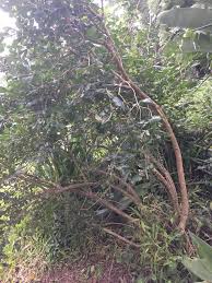 Image result for Erythrococca