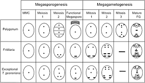 Ii) Development Of Monosporic Embryo Sac (Polygonum Type)(A) In Majorit..