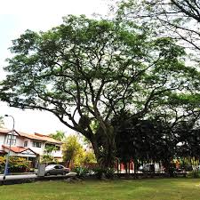 There was even an inverted bowl shape underneath, because the branches were hanging down. Know Our Trees