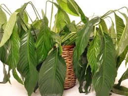 Advice How To Help Wilting Indoor Plants Recover