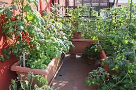 / les légumes à planter en juin. 8 Legumes A Cultiver Sur Son Balcon