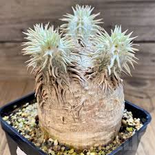 Image result for Trochomeria macrocarpa