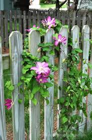 Clematis I Would Like To Plant These In My Garden Need To Figure Out What I Can Get For Them To Climb On Garten Vorgarten Garten Deko