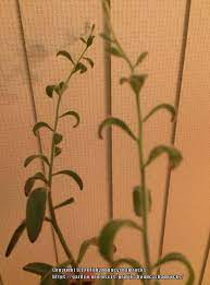 Cactus And Succulents Forum Why Are My Panda Plant S Leaves Curling Garden Org