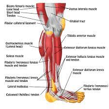 Ligaments are connective tissue connections between two bones that help stabilise the joint. Tendons In Foot Diagram Diagram Of Lower Leg Muscles And Tendons Anatomy Of Lower Leg And Anatomie