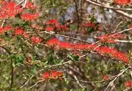 Image result for Combretum microphyllum